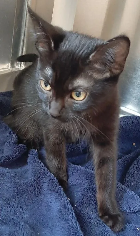 A baby medium-sized female Black Domestic Short Hair cat named Kelp for adoption in Georgetown, OH