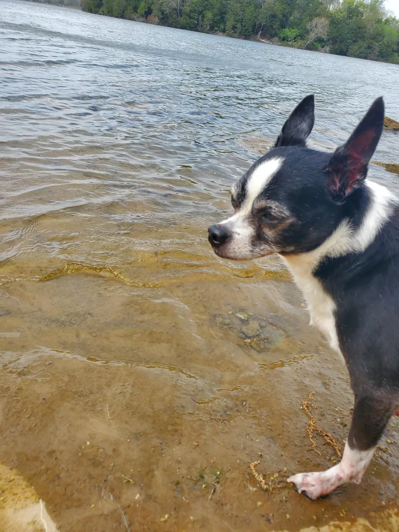 A senior small-sized male White / Cream Chihuahua dog named Zeus for adoption in Mount Juliet, TN