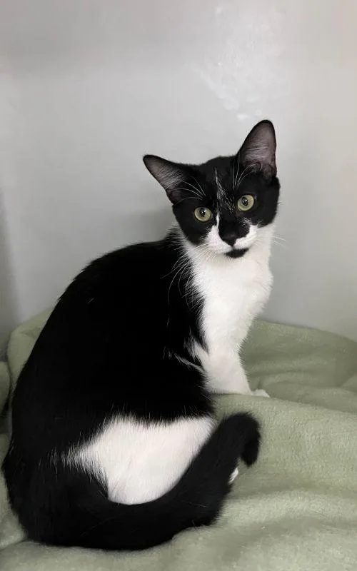 A baby medium-sized female Domestic Short Hair cat named Peppa for adoption in Genoa, IL