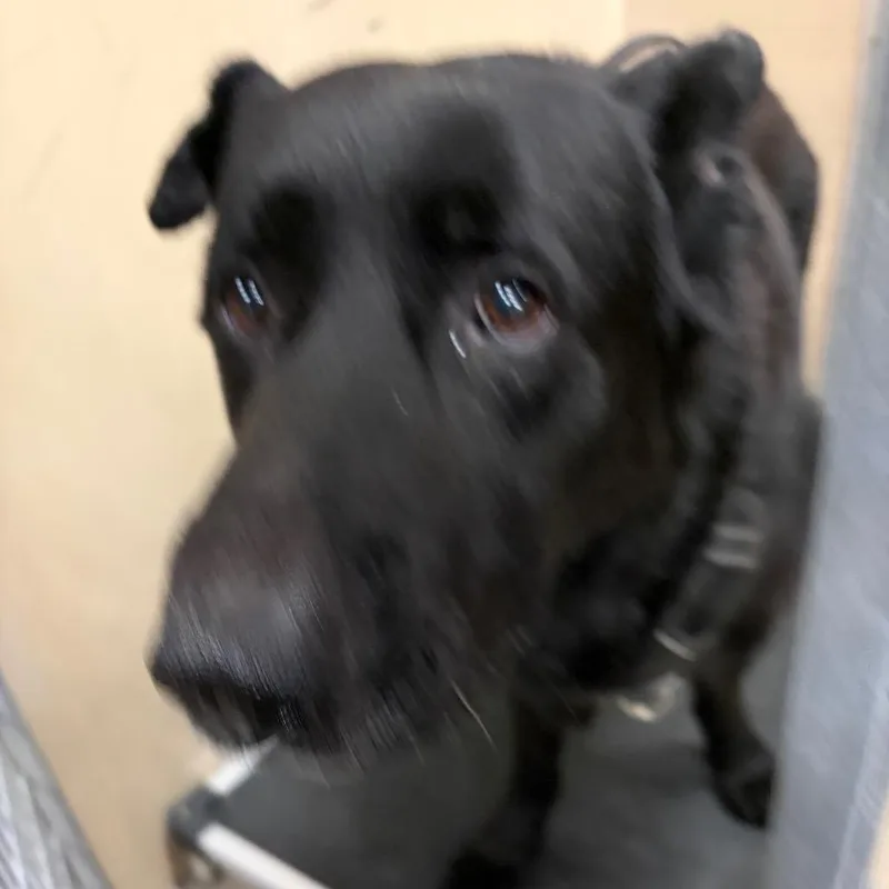 A senior large-sized male Black German Shepherd Dog dog named Bluey for adoption in Henderson, NV
