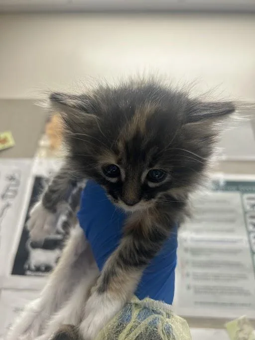 A baby small-sized female Domestic Short Hair cat named Cal Girl for adoption in Las Vegas, NV