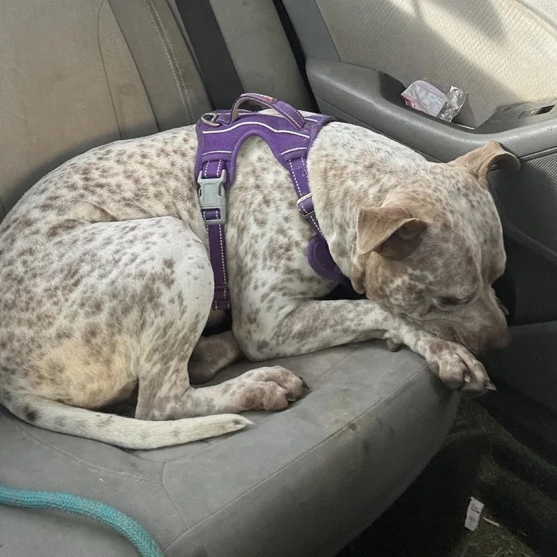 Specks Aka Bella thumbnail 2