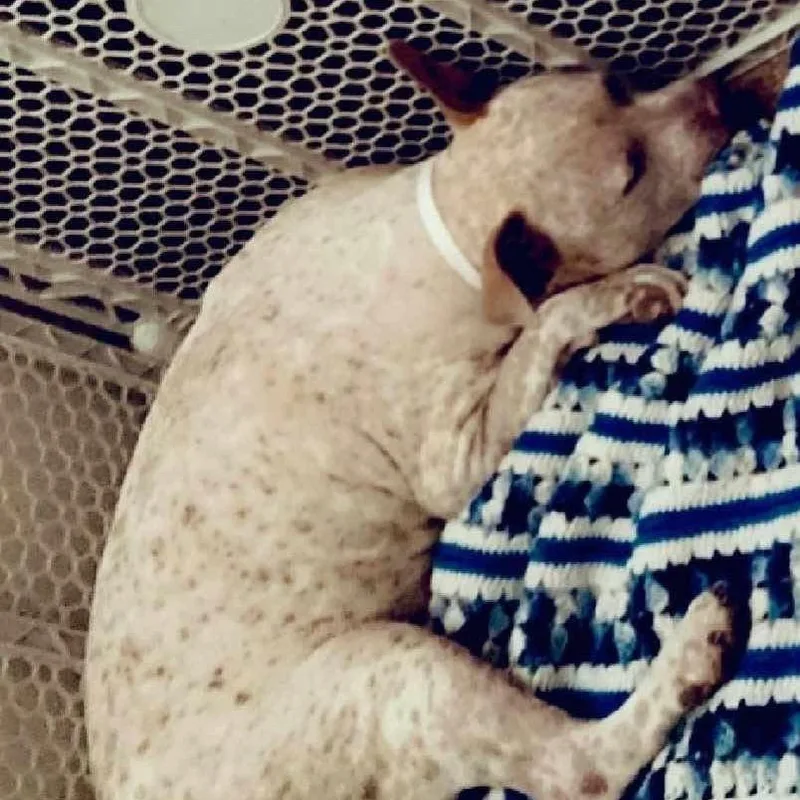 Specks Aka Bella thumbnail 3