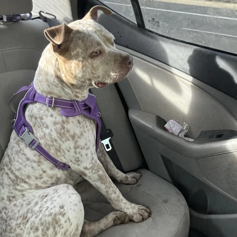 Specks Aka Bella thumbnail 4