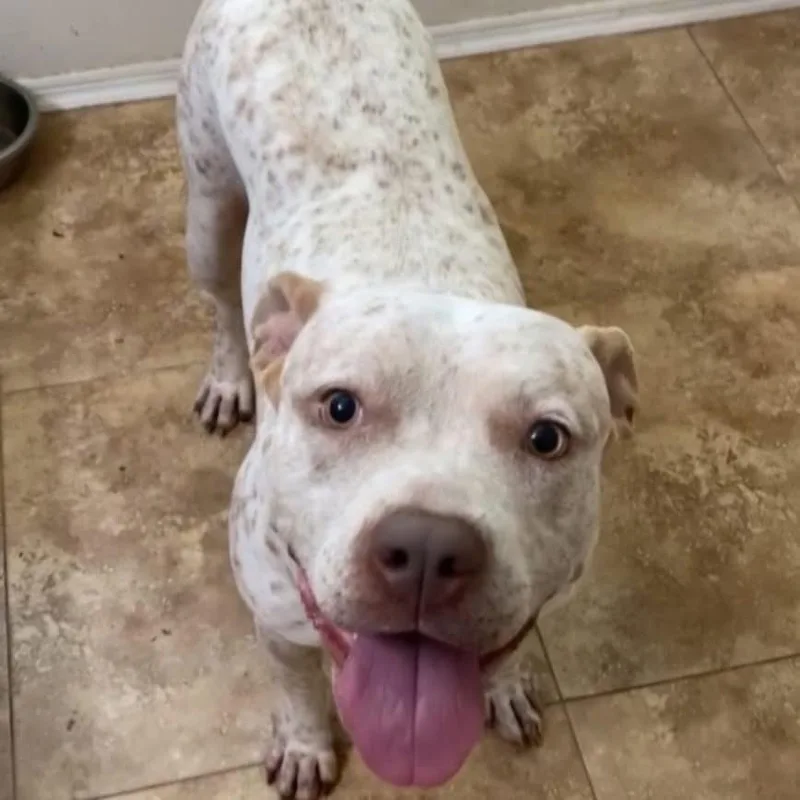 Specks Aka Bella thumbnail 5