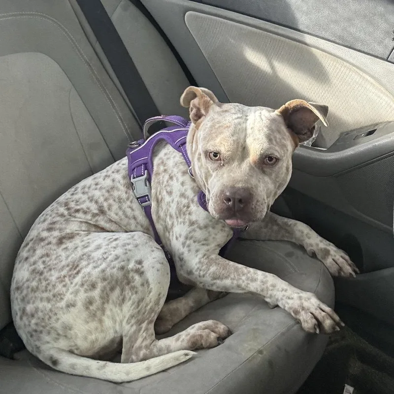 Specks Aka Bella thumbnail 6