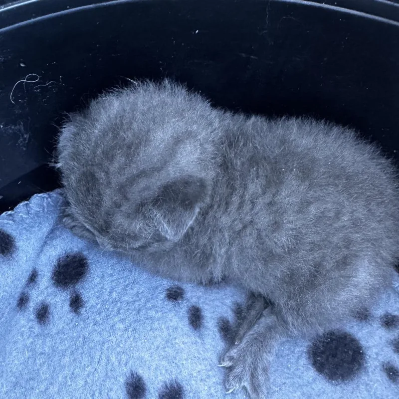 A baby small-sized male Gray / Blue / Silver Domestic Short Hair cat named Ashton for adoption in Los Angeles, CA