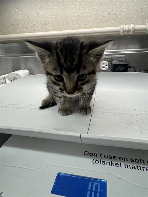 A baby small-sized male Domestic Short Hair cat named Joe for adoption in Grand Prairie, TX