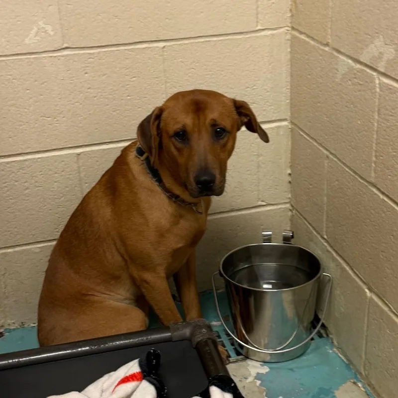 A young medium-sized male Brown / Chocolate Mixed Breed dog named Dave n Buster for adoption in Charleston, WV