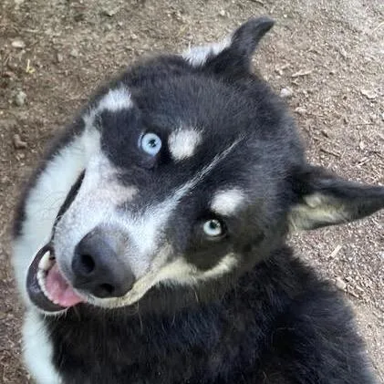 A young medium-sized male Brown / Chocolate Siberian Husky dog named Niko for adoption in Aldie, VA