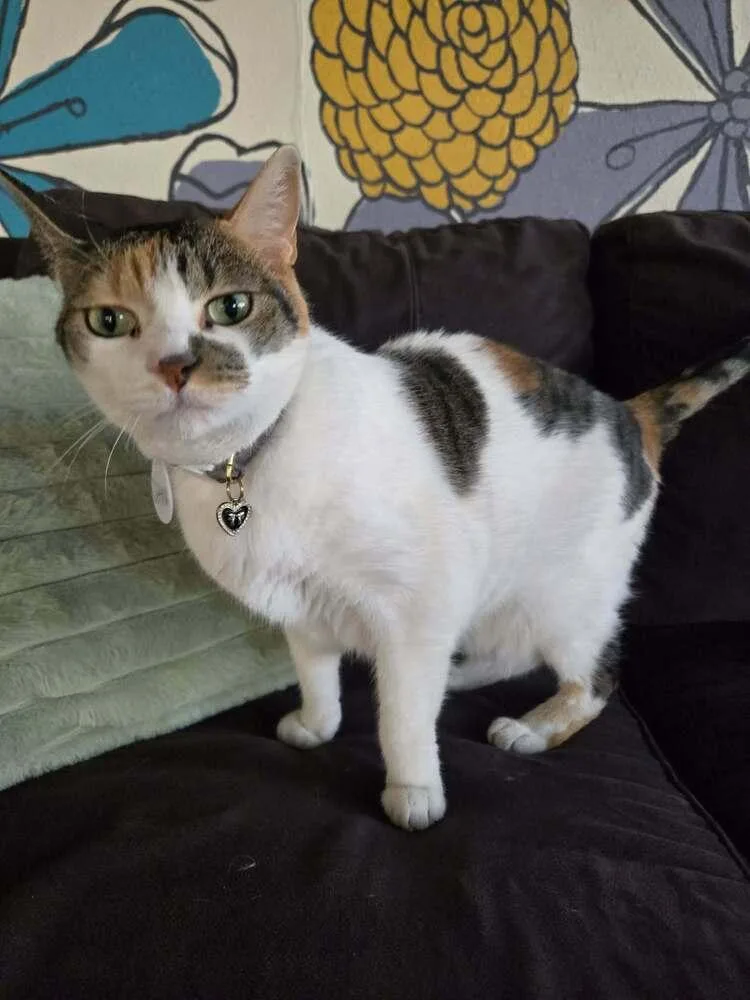 An adult medium-sized female Black & White / Tuxedo Domestic Short Hair cat named Citra for adoption in tucson, AZ