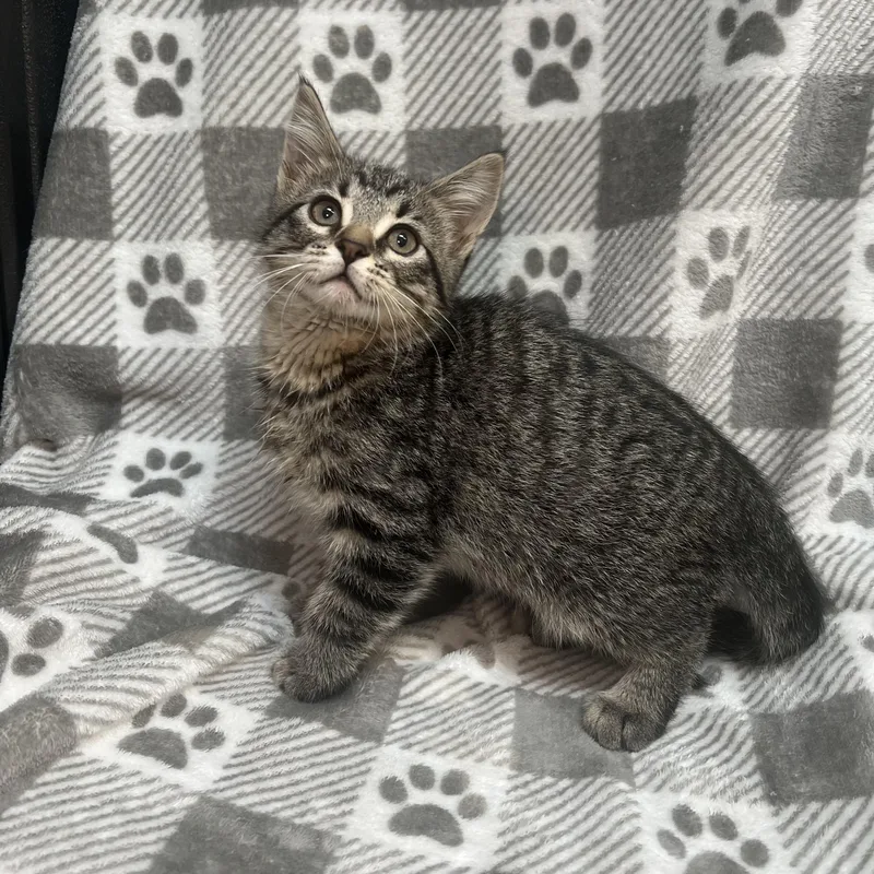 A baby medium-sized male Tabby (Brown / Chocolate) Domestic Short Hair cat named Kermit for adoption in Fairmont, MN