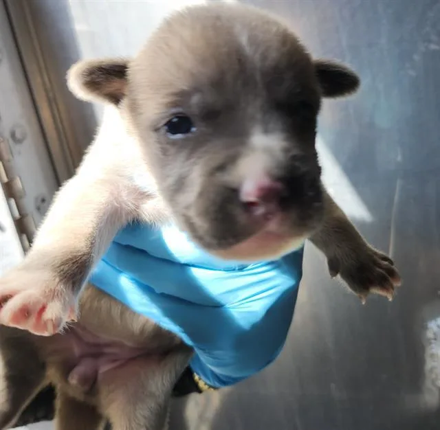 A baby small-sized female American Staffordshire Terrier dog named Scout for adoption in San Antonio, TX