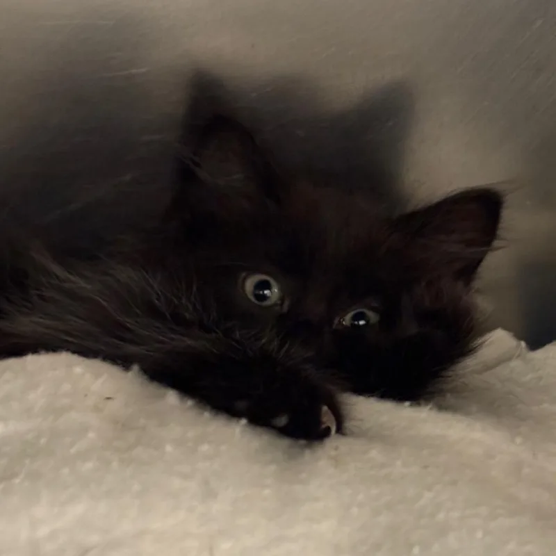 A baby small-sized male Domestic Long Hair cat named Aster for adoption in Springfield, MA