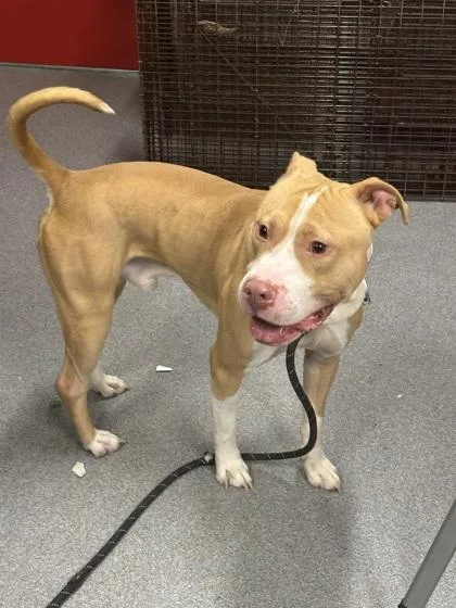 An adult large-sized male Mixed Breed dog named Mojo Jojo for adoption in West Chester, PA
