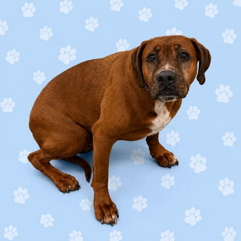 An adult medium-sized female Brown / Chocolate Mixed Breed dog named Pestohaven for adoption in Memphis, TN