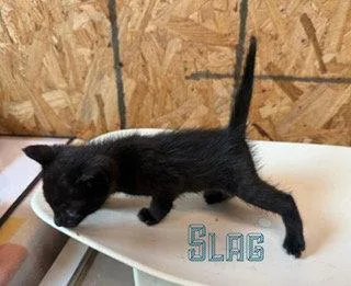 A baby medium-sized male Domestic Short Hair cat named Slag for adoption in Pleasanton, TX