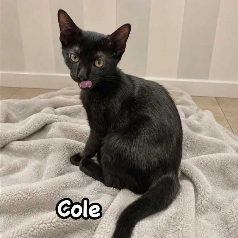 A baby large-sized male Black Domestic Short Hair cat named Cole for adoption in Berkeley Heights, NJ