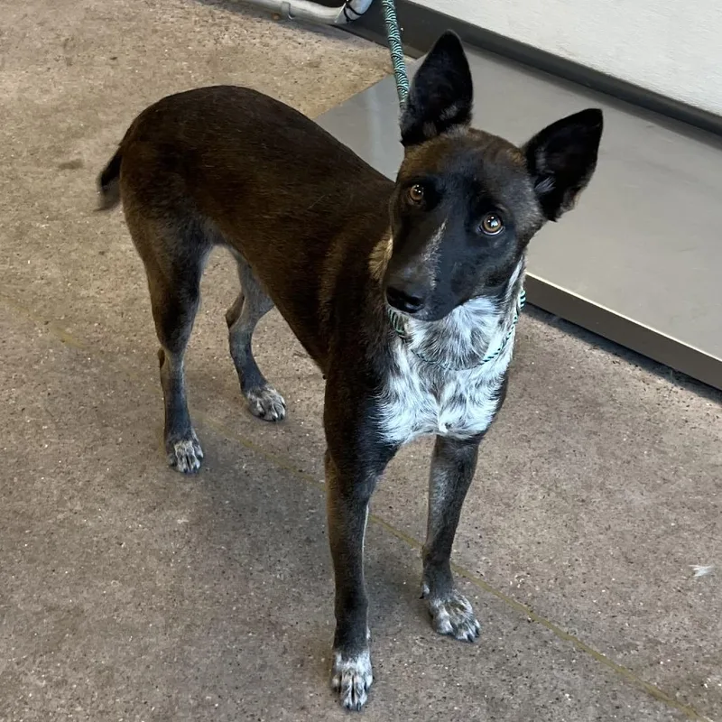 A young medium-sized female Black Mixed Breed dog named Ketchup for adoption in Las Cruces, NM