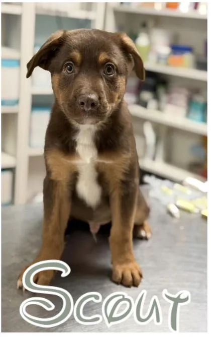 A baby medium-sized male Australian Shepherd dog named Scout for adoption in Morton Grove, IL