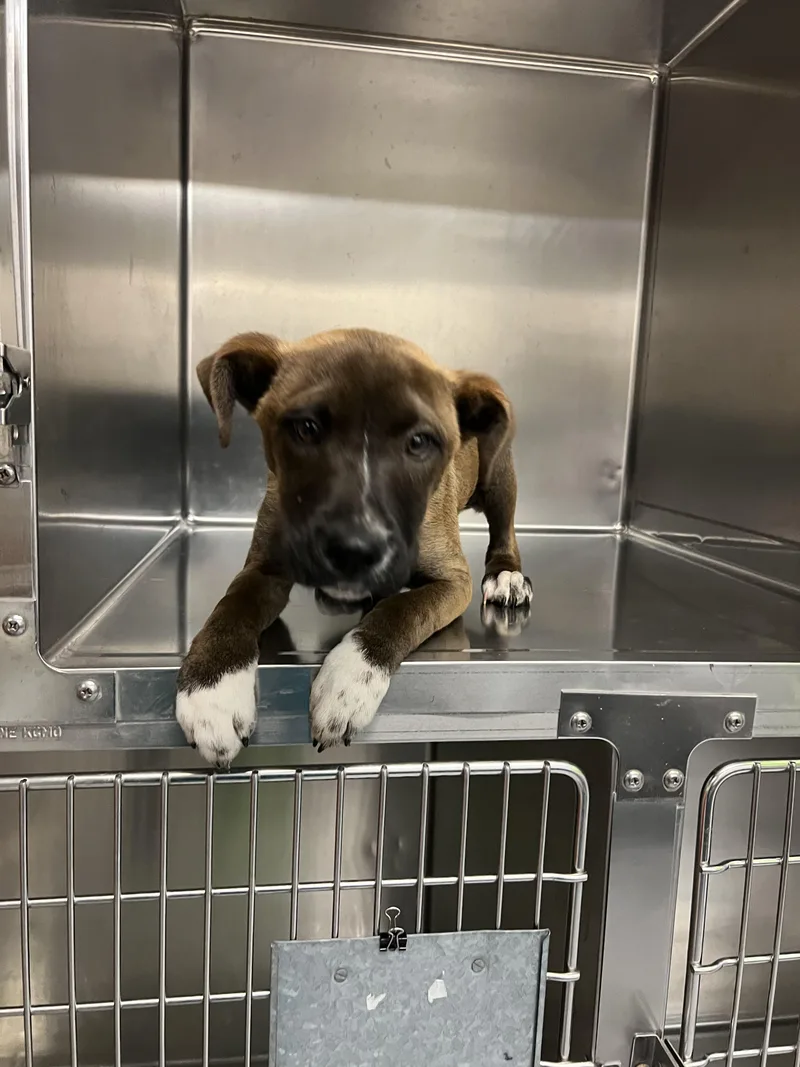 A young medium-sized male White / Cream Labrador Retriever dog named Connor for adoption in Fort Collins, CO