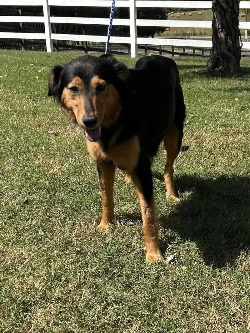 An adult large-sized female Australian Shepherd dog named Rosaline for adoption in Knoxville, TN
