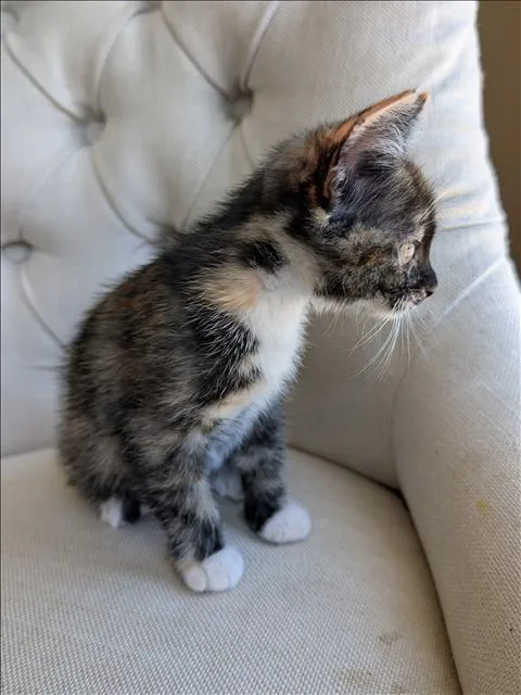 A baby large-sized female Domestic Short Hair cat named Twix for adoption in San Pedro, CA