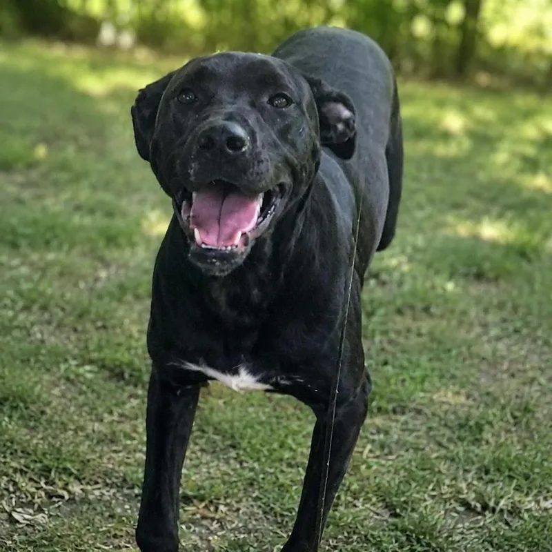 A young medium-sized male Black Labrador Retriever dog named Roscoe for adoption in Eufaula, AL