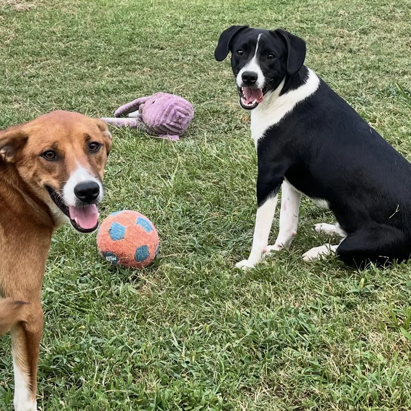 A baby medium-sized male Australian Cattle Dog / Blue Heeler dog named Little Mac for adoption in Krum, TX