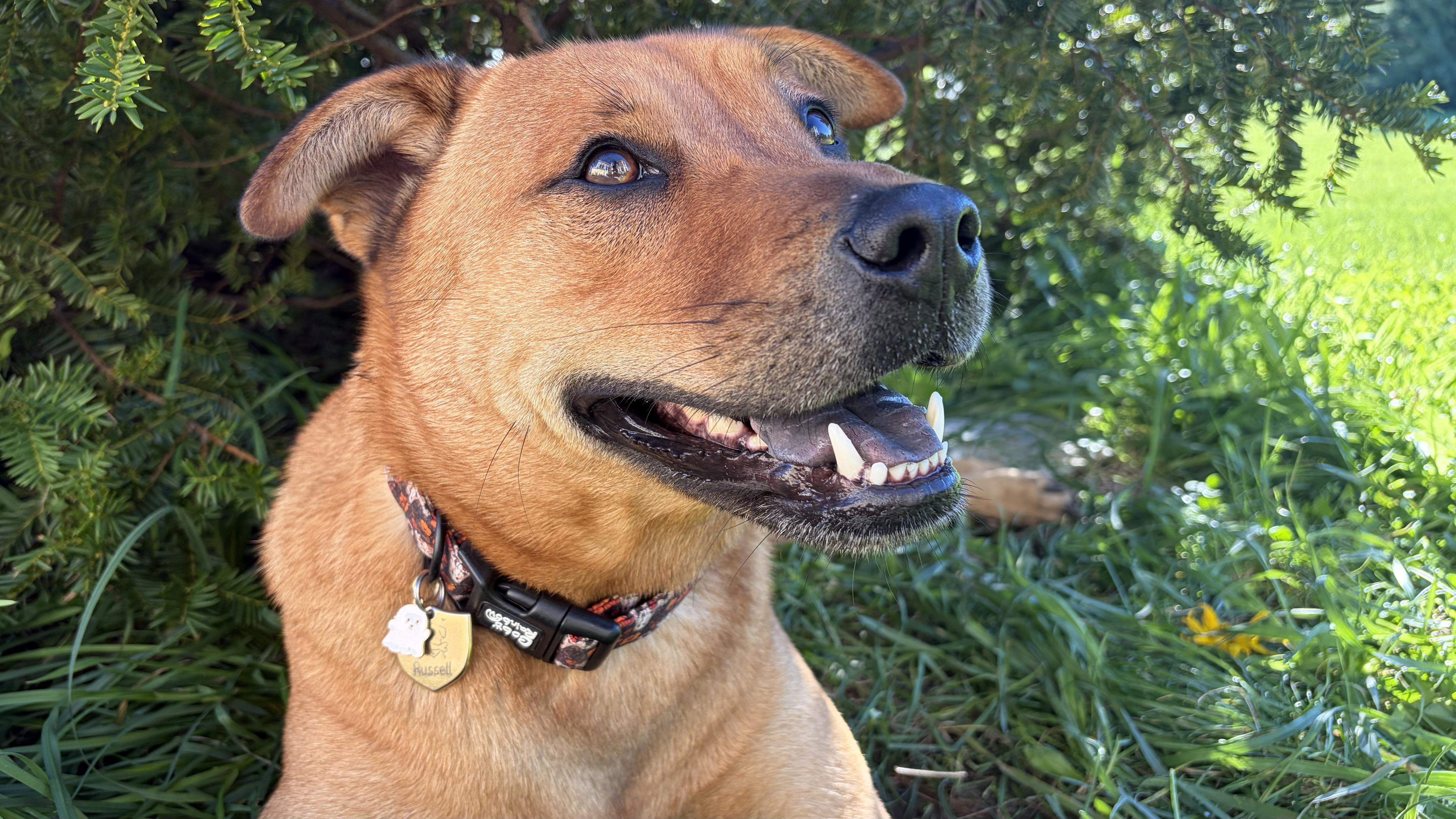 An adult medium-sized male Chow Chow dog named Russell for adoption in Aurora, IL