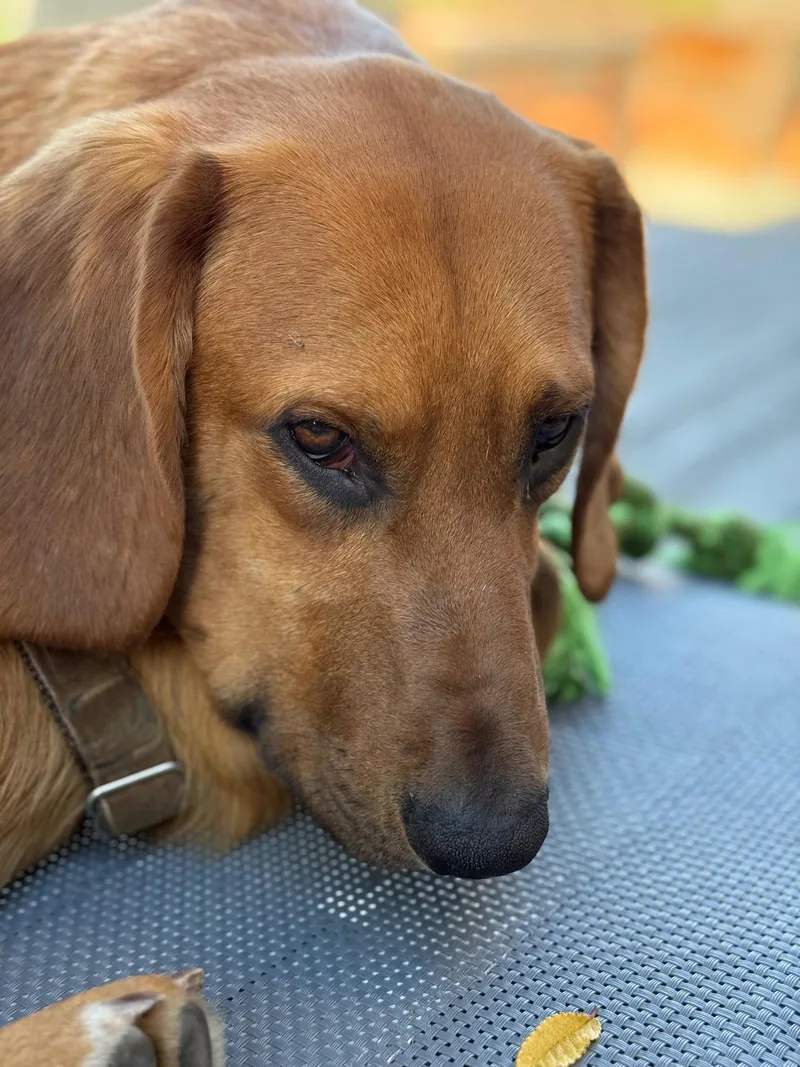 A young medium-sized male Basset Hound dog named Fritz for adoption in Petaluma, CA