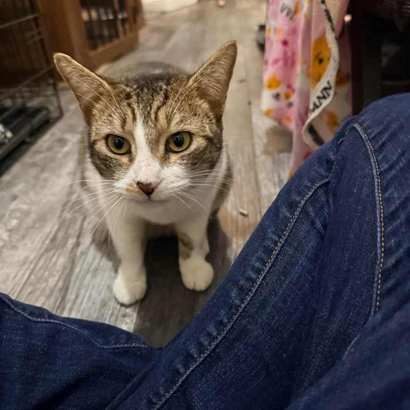 An adult medium-sized female Brown / Chocolate Domestic Short Hair cat named Adelaide for adoption in Port Neches, TX