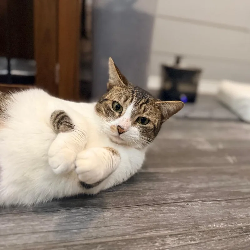 Adelaide thumbnail 2