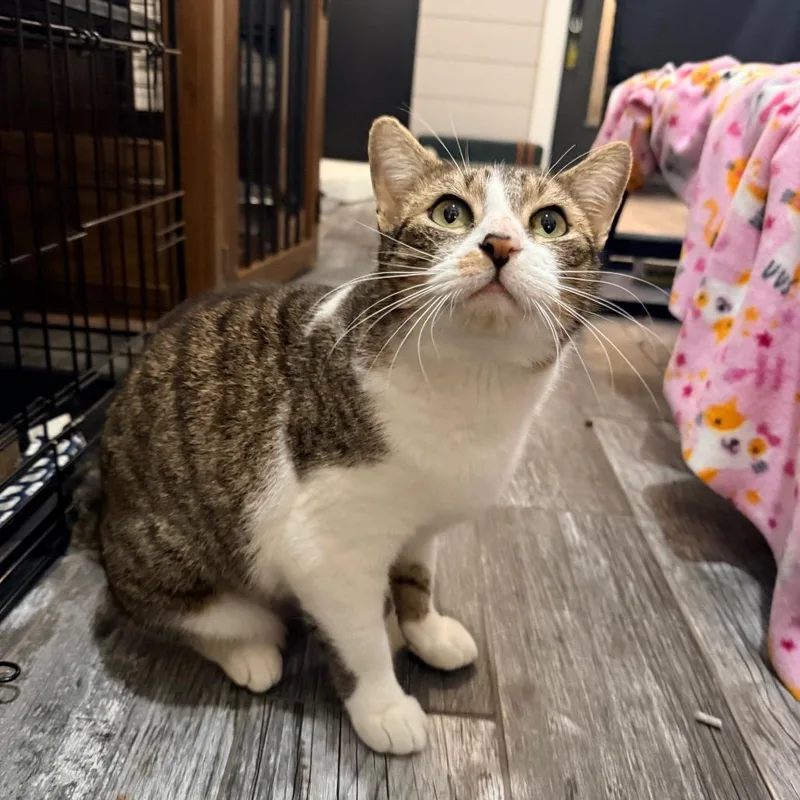 Adelaide thumbnail 3