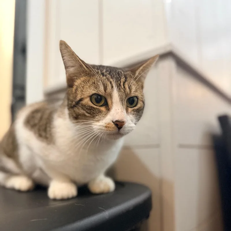 Adelaide thumbnail 4