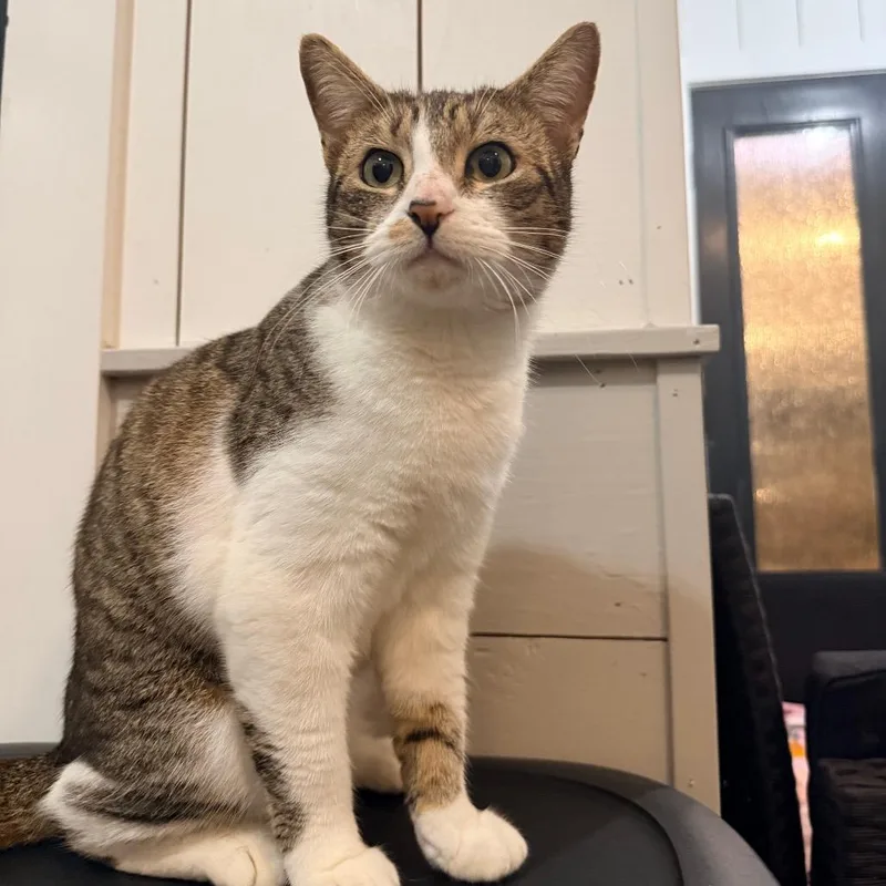 Adelaide thumbnail 6