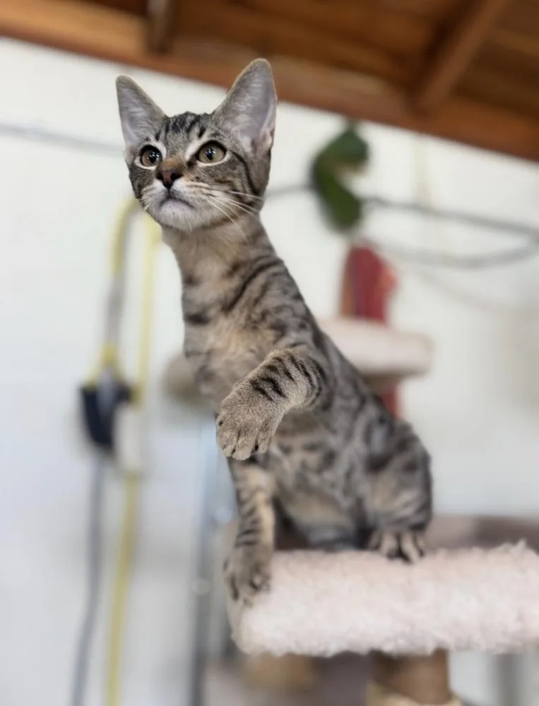 A baby small-sized male Domestic Short Hair cat named Tike for adoption in Tucson, AZ