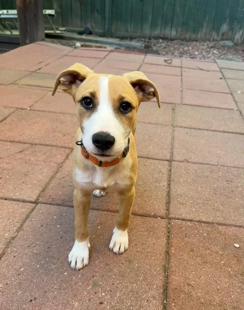 A baby medium-sized male Labrador Retriever dog named Bernie for adoption in Parker, CO