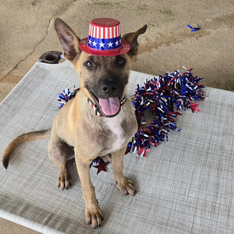 A young medium-sized male Yellow / Tan / Blond / Fawn Black Mouth Cur dog named Orville for adoption in Leander, TX