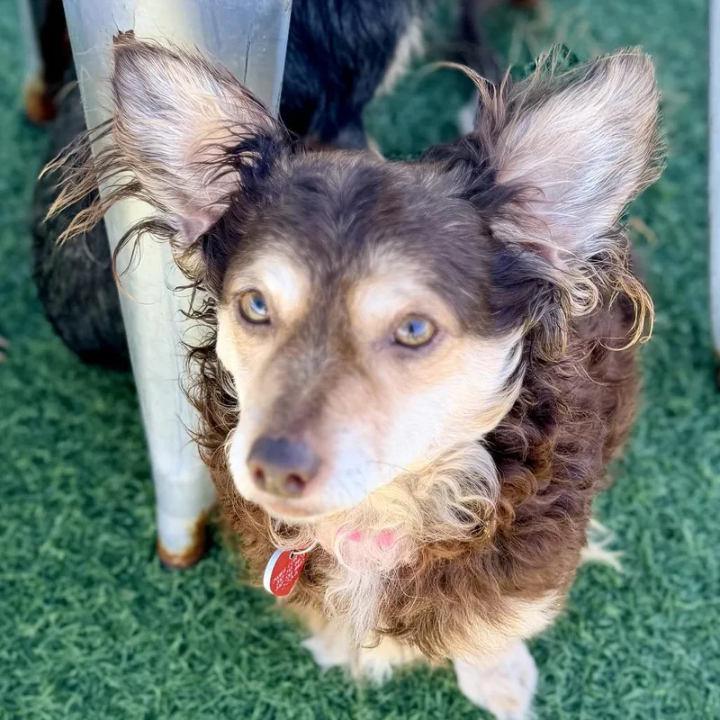 A senior small-sized female Brown / Chocolate Mixed Breed dog named Yumi A for adoption in Mission Hills, CA