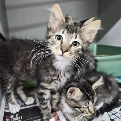 A baby small-sized male Domestic Short Hair cat named Luke for adoption in Sacramento, CA