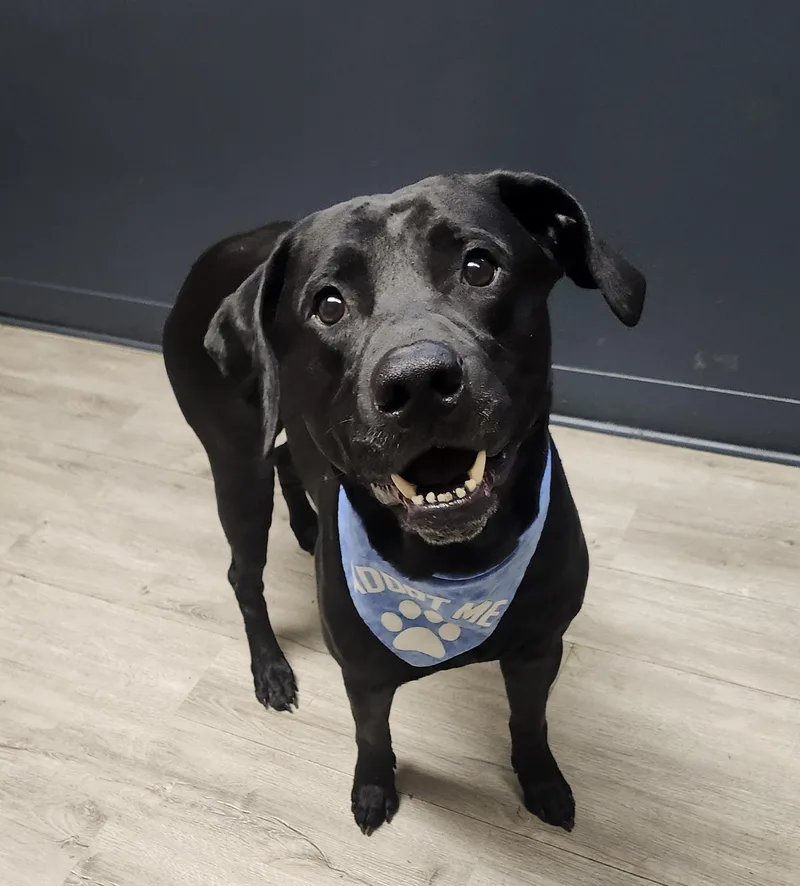 A young large-sized male Black Black Labrador Retriever dog named Lobo for adoption in Mansfield, OH