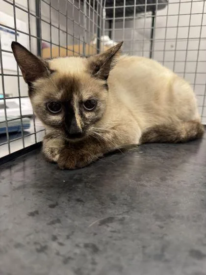 An adult medium-sized female Domestic Short Hair cat named Little Debbie for adoption in Sevierville, TN