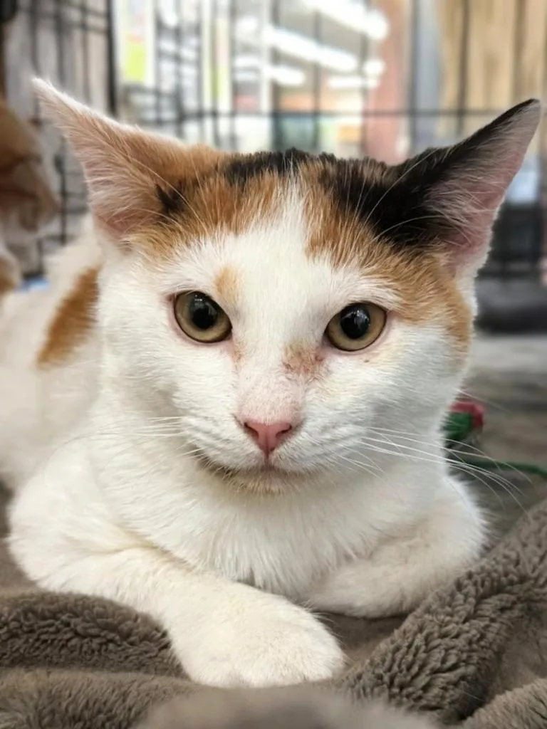 A young medium-sized female Domestic Short Hair cat named Fionna for adoption in Evans, GA