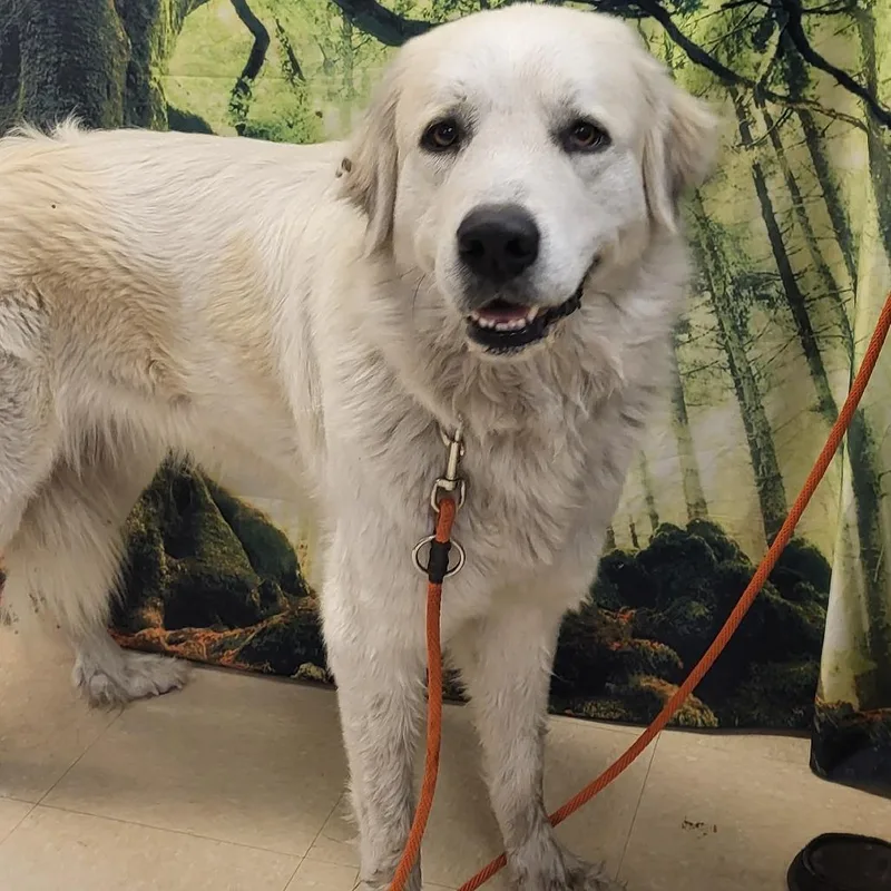 An adult large-sized female White / Cream Great Pyrenees dog named Rosey for adoption in Lake Panasoffkee, FL