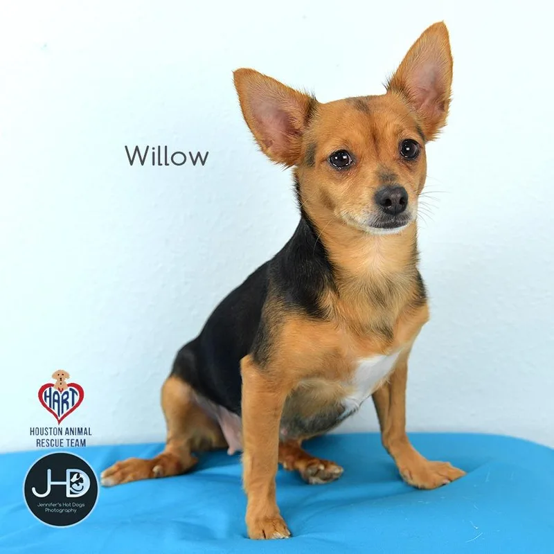 Willow