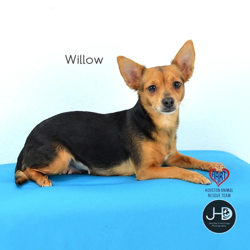 Willow thumbnail 2