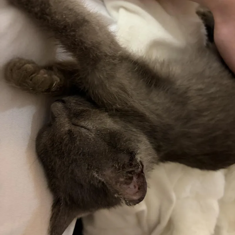 A baby small-sized female Gray / Blue / Silver Domestic Short Hair cat named Skrunkles for adoption in Springfield, IL