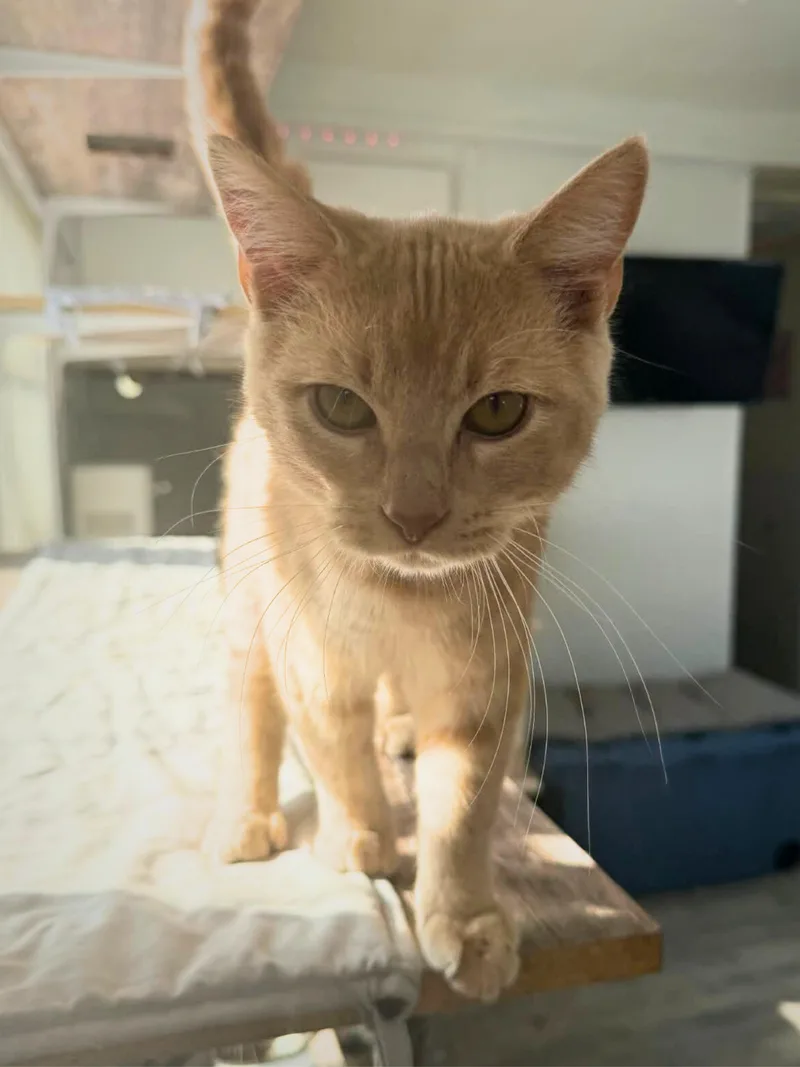 Cookie | Young | thumbnail 2