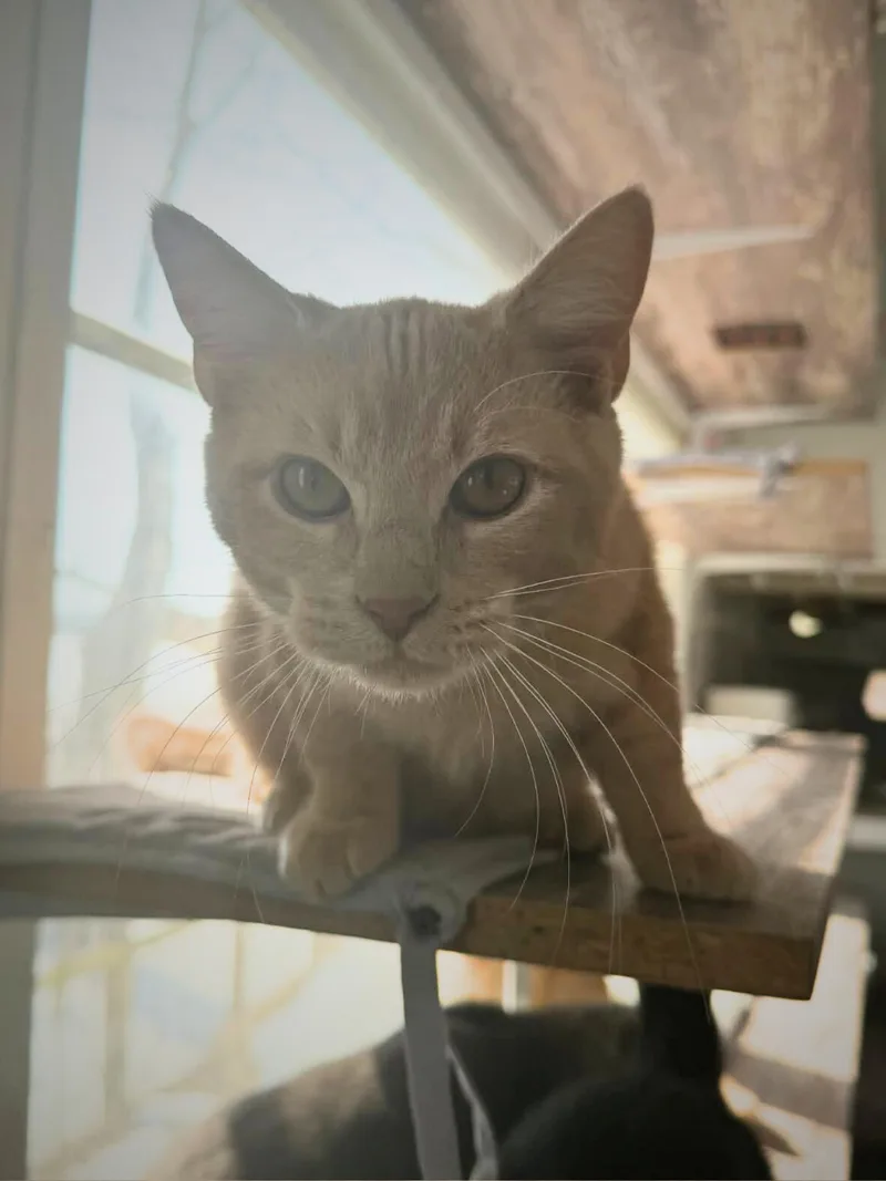 Cookie | Young | thumbnail 4